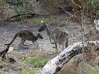 klokani v Narodnim parku Yanchep