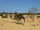 emu v Pinnacles v Narodnim parku Namburg