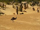 emu v Pinnacles v Narodnim parku Namburg