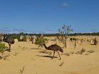 emu v Pinnacles v Narodnim parku Namburg