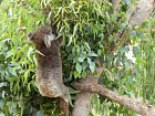 Narodni park Yanchep, koala v zachranne stanici