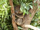 Narodni park Yanchep, koala v zachranne stanici