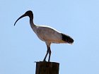 ibis australsky