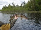 stika 50-60 cm, nejbeznejsi velikost stik obvykle lovenych v jezere Backesjon