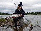 losos cavyca - king salmon uloveny na musku, stribrna, cerstve natazena ryba