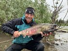 losos keta - chum salmon