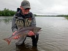 losos nerka - sockeye salmon, stribrita-cerstve natazena ryba