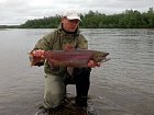 losos nerka - sockeye salmon