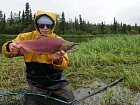 losos nerka - sockeye salmon