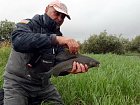 lipan 44 cm uloveny na streamer