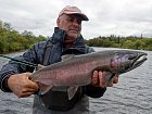 losos kisuc-coho salmon