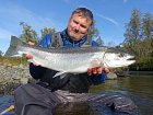 steelhead 76 cm, zari na poloostrove Kenai