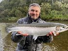 steelhead uloveny na streamer na dolnim toku reky v zari