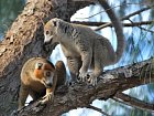 lemur korunkovy