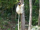 sifaka cernohlavy