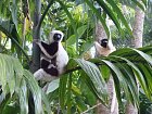 sifaka Coquereluv