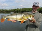 cichlida ocasooka 70 cm, Cichla temensis, pavon