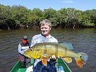 cichlida ocasooka 75 cm, Cichla temensis, pavon