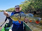 cichlida ocasooka 76 cm, Cichla temensis, pavon