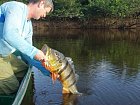 cichlida ocasooka 78 cm, Cichla temensis, pavon