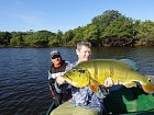 cichlida ocasooka 78 cm, Cichla temensis, pavon