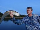 arowana - ostnojazycnatec dvouvousy 68 cm, uloveny vecer na popp