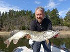 stika 92 cm ulovena na gumu Shadteez 16 cm