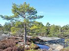 zakrsle borovice na skalach v okoli vyhlidkove platformy u Nordqvist