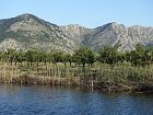 plantaze mandarinek, Kuti v dubnu
