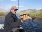 jelec delky 30 cm uloveny na streamer, Kuti v dubnu