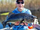 okounek pstruhovy - black bass, rijen na Kuti
