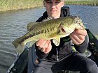 okounek pstruhovy - black bass, zari na Kuti
