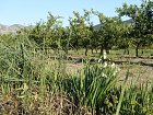 kvetouci bledule u plantaze mandarinek, Kuti v dubnu