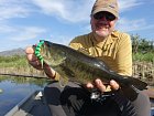 vlackbass, okounek delky 45 cm uloveny na swimbait delky 12 cm