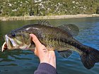 okounek delky 48 cm uloveny na slider