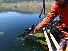 okounek pstruhovy - blackbass, navrat na svobodu