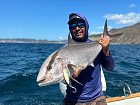 kranas oceansky - amberjack uloveny na jig, Kostarika, brezen