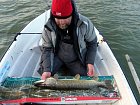 stika 97 cm ulovena na bilostribrny KiXter 16 cm