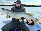 stika 110 cm ulovena 1.5.2025 v reviru Nordqvist