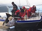halibut a jak ho dostat do lode