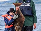 Halibut
