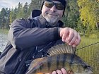okoun uloveny v zari, reka Vindelalven u Lillsebranna