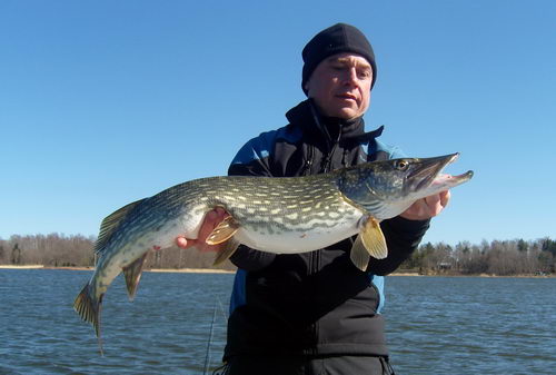 stika 95 cm, 5.kvetna stika 95 cm, 5.kvetna