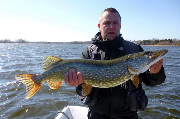 stika 90 cm, 6. kvetna stika 90 cm, 6. kvetna