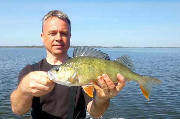 okoun 41 cm, Nordqvist, 8. kveten okoun 41 cm, Nordqvist, 8. kveten