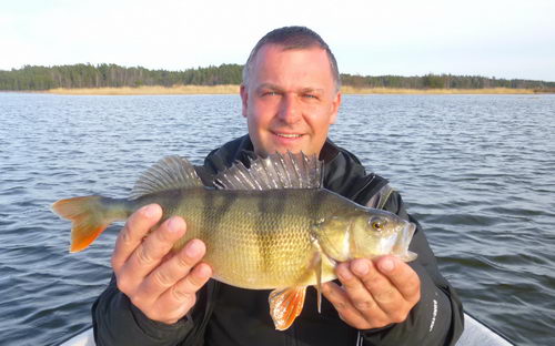 okoun 40 cm, kveten okoun 40 cm, kveten