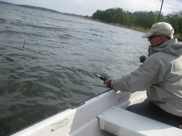 stika 105 cm ulovena 20. kvetna na streamer stika 105 cm ulovena 20. kvetna na streamer