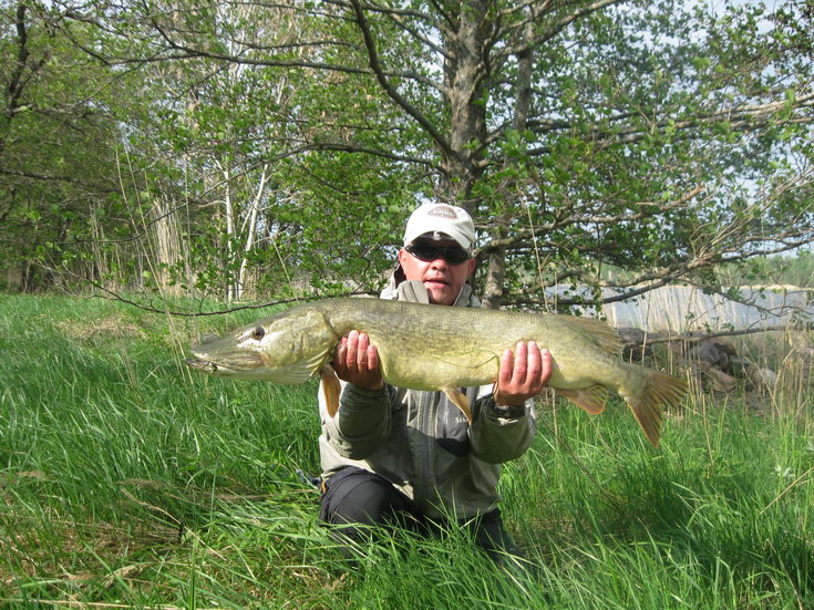 stika 105 cm ulovena 20. kvetna na streamer stika 105 cm ulovena 20. kvetna na streamer