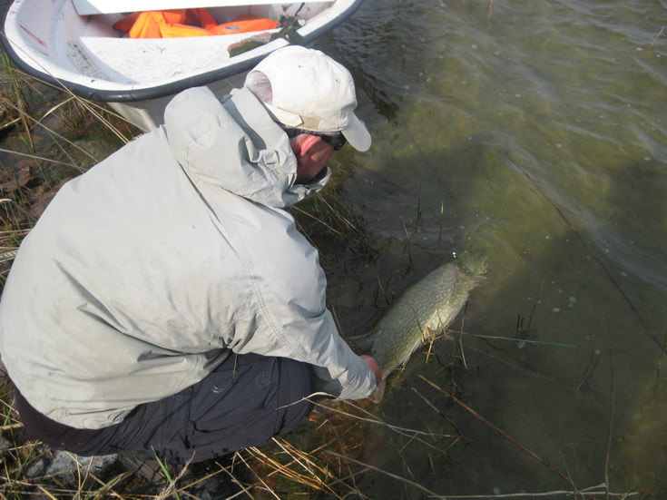 stika 105 cm ulovena 20. kvetna na streamer stika 105 cm ulovena 20. kvetna na streamer