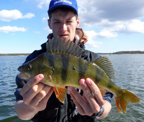 okoun 41 cm, kveten v Nordqvist okoun 41 cm, kveten v Nordqvist